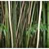 Bamboo Phyllostachys decora