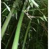 Bamboo Phyllostachys decora