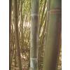 Bamboo Phyllostachys glauca