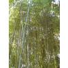 Bamboo Phyllostachys glauca