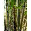 Bamboo Phyllostachys glauca yunz