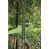 Bamboo Phyllostachys glauca yunz