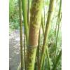 Bamboo Phyllostachys glauca yunz