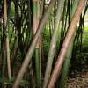 Bamboo Phyllostachys glauca yunz