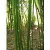 Bamboo Phyllostachys rubromarginata