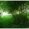 Bamboo Phyllostachys rubromarginata