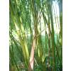 Bamboo Phyllostachys rubromarginata