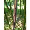 Bamboo Phyllostachys rubromarginata