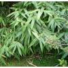 Bamboo Sasaella m. Albostriata