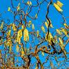 Hazel, corkscrew
