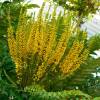 Mahonia, Leatherleaf