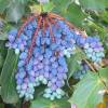 Mahonia, Leatherleaf