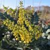 Mahonia, Leatherleaf