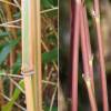 Bamboo Semia. yashadake kimmei