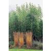 Bamboo Semia. fastuosa viridis