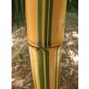 Bamboo Phyllostachys Vivax aureo.