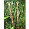 Bamboo Phyllostachys Vivax aureo.