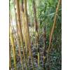 Bamboo Phyllostachys Vivax aureo.