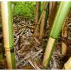 Bamboo Phyllostachys Vivax aureo.