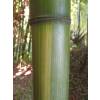 Bamboo Phyllostachys Vivax huang.