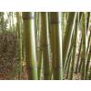 Bamboo Phyllostachys Vivax huang.