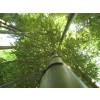 Bamboo Phyllostachys Vivax huang.
