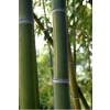 Bamboo Phyllostachys Viridis h.