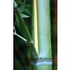 Bamboo Phyllostachys Viridis h.