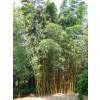 Bamboo Phyllostachys Viridis h.