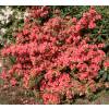 Azalea 'Bengal fire'