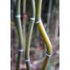 Bamboo Phyllostachys aureo. Alata