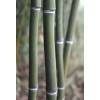 Bamboo Phyllostachys aureo. Alata