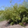 Bamboo Phyllostachys flexuosa