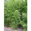 Bamboo Phyllostachys flexuosa