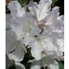 Rhododendron white, Hoppy