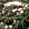 Rhododendron white, Hoppy