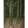 Bamboo Phyllostachys Vivax