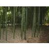 Bamboo Phyllostachys Vivax