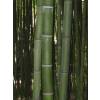 Bamboo Phyllostachys Vivax