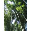 Bamboo Phyllostachys Vivax