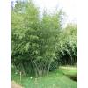 Bamboo Phyllostachys nuda localis