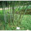 Bamboo Phyllostachys nuda localis