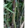Bamboo Phyllostachys nuda localis