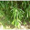 Bamboo Phyllostachys stimulosa