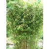 Bamboo Phyllostachys stimulosa