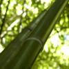 Bamboo Phyllostachys viridiglau.