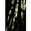 Bamboo Phyllostachys viridiglau.
