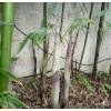 Bamboo Phyllostachys viridiglau.