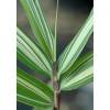 Bamboo Pleioblastus variegatus
