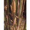 Bamboo Semia. fastuosa